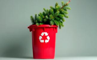 Елки, на выход! Рассказываем, как лучше утилизировать новогоднюю красавицу